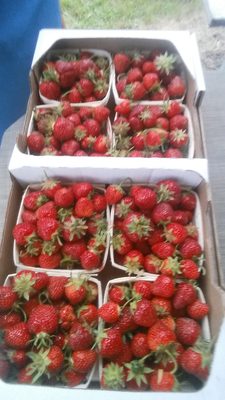 Mandigo Farms Farms 61077 41st St Paw Paw Mi Phone Number Yelp