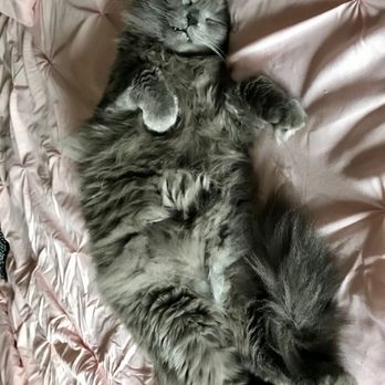 Meridian Veterinary Clinic - A big gray cat slumbering, sprawled out - Veterinarians Near Me - Greenwood, Indiana Meridian Veterinary Clinic - A big gray cat slumbering, sprawled out - Veterinarians Near Me - Greenwood, Indiana