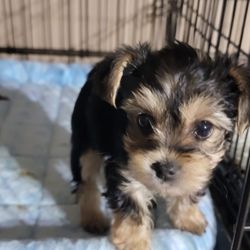 Teacup Yorkies In Texas - Lee w. Puppy