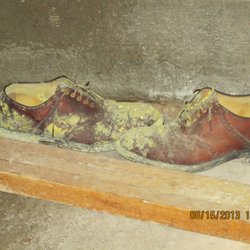 Gordon Mycology Laboratory - Moldy shoes