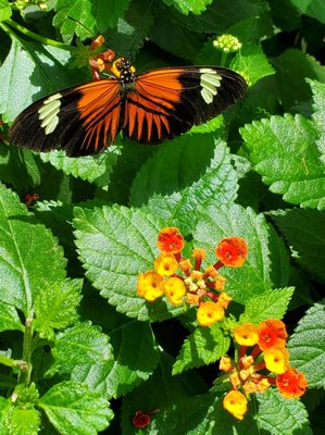 Wings of Mackinac by null