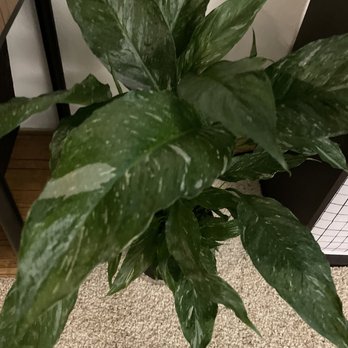 Arium Botanicals - Domino peace lily - Nurseries & Gardening Near Me - PORTLAND, Oregon Arium Botanicals - Domino peace lily - Nurseries & Gardening Near Me - PORTLAND, Oregon