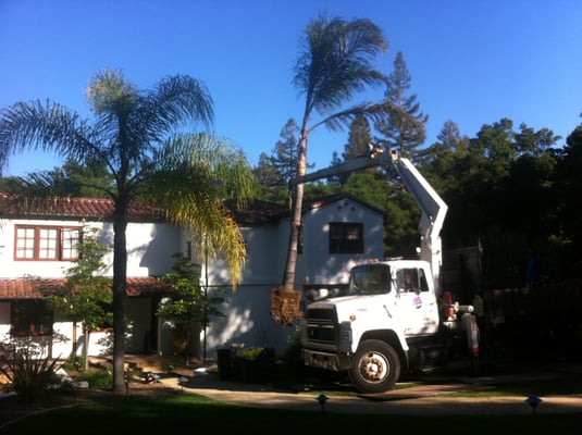 Golden Gate Palms by null