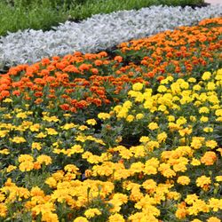 Star Nursery
