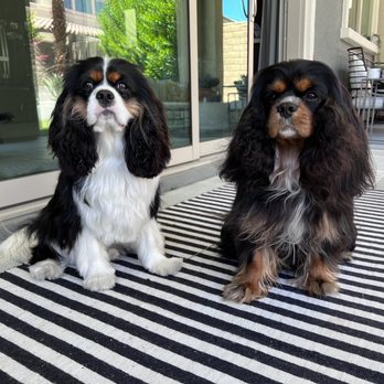 Well Groomed Pets - Cavalier puppy cut - Pet Groomers Near Me - Las Vegas, Nevada Well Groomed Pets - Cavalier puppy cut - Pet Groomers Near Me - Las Vegas, Nevada