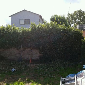 White Valley Tree Services - Tree Services Near Me - pasadena , California White Valley Tree Services - Tree Services Near Me - pasadena , California