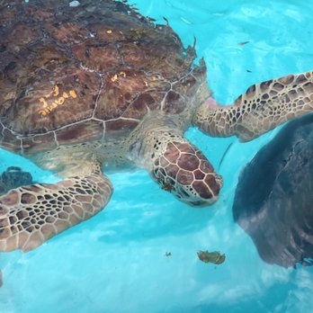 The Turtle Hospital - Veterinarians Near Me - Marathon, Florida