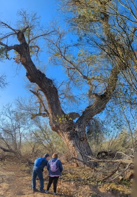 Hassayampa River Preserve by null