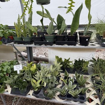 Randi's Green Thumb Service - Florists Near Me - Midland, Michigan