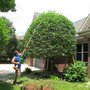 Photo of Branching Out Shrub Trimming