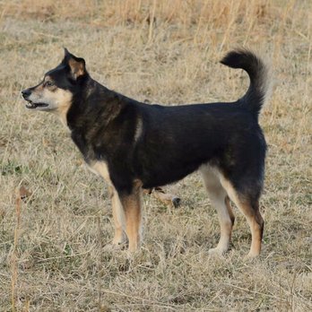 Roseville Veterinary Clinic - Trixi loves to fake ear infections to go to the vet. - Veterinarians Near Me - Boyce, Virginia Roseville Veterinary Clinic - Trixi loves to fake ear infections to go to the vet. - Veterinarians Near Me - Boyce, Virginia