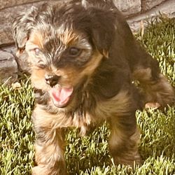 Bark Busters Salt Lake City