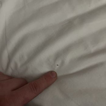 Hi-Way Host Motel - Bed bugs - Hotels Near Me - Pasadena, California Hi-Way Host Motel - Bed bugs - Hotels Near Me - Pasadena, California