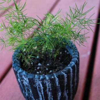 Westbrae Nursery - An adorable baby fern. - Nurseries & Gardening Near Me - Berkeley, California