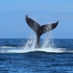 Komohana Charters - Whale Tail