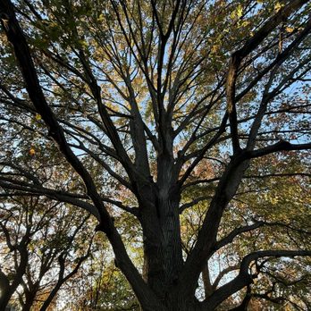 P & G Tree Specialists - Tree Services Near Me - Tulsa, Oklahoma P & G Tree Specialists - Tree Services Near Me - Tulsa, Oklahoma