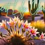 Photo of Desert Lily Cleaning