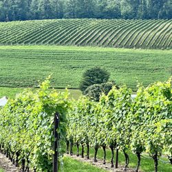 Galen Glen Winery - How beautiful is this?