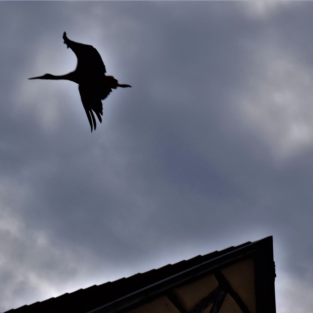 Eguisheim - Stork in flight - Local Flavor Near Me