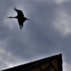 Eguisheim - Stork in flight