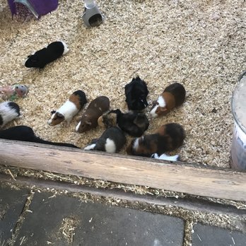 American Made Farm Sanctuary - Petting Zoos Near Me - Petaluma, California