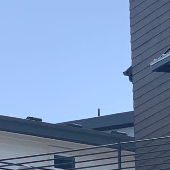 Bloodhound Wildlife Management - Pigeons were nesting here. - Wildlife Control Near Me Bloodhound Wildlife Management - Pigeons were nesting here. - Wildlife Control Near Me