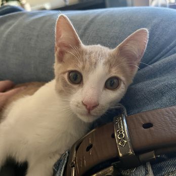 San Diego Humane Society - Animal Shelters Near Me - Oceanside, California San Diego Humane Society - Animal Shelters Near Me - Oceanside, California