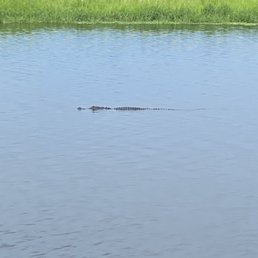 an alligator in the water an alligator in the water