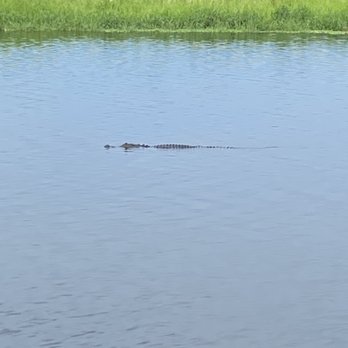 Twister Airboat Rides - an alligator in the water - Seafood Near Me - Cocoa, Florida Twister Airboat Rides - an alligator in the water - Seafood Near Me - Cocoa, Florida