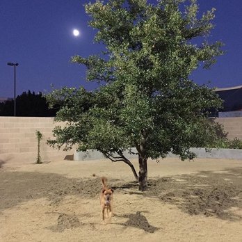 The Community Dog Park - Dog Parks Near Me - Beverly Hills, California The Community Dog Park - Dog Parks Near Me - Beverly Hills, California