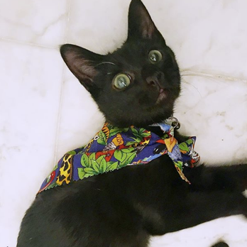 dr sharp pet hospital