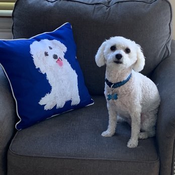 Paw Dazzle Pet Bakery And Boutique - Adorable Bichon pillow (they have most breeds) - Pet Stores Near Me - Galloway, New Jersey