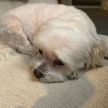 Martiiy's Divine Touch - Pet Groomers Near Me