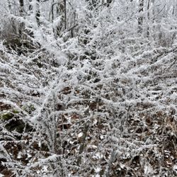 Springer Mountain