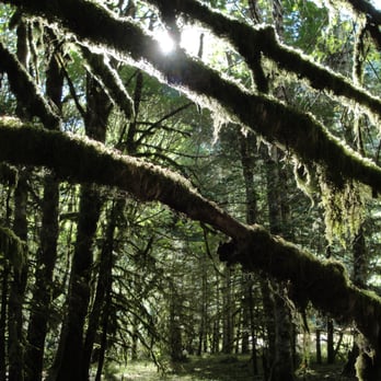 Marymere Falls - Really nice moss - this was more lush and greener than the Hoh Rainforest - Hiking Near Me - Port Angeles, Washington