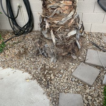 WestCo Tree Service - Base of Palm tree - Tree Services Near Me WestCo Tree Service - Base of Palm tree - Tree Services Near Me