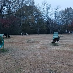Floral Dog Park - Far in looking back