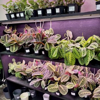 【OK plant】 PLANTS & CO COLLECTIVE - Updated September 2025 - 728 S