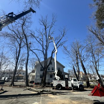 Hobbs & Sons Services - Tree Services Near Me Hobbs & Sons Services - Tree Services Near Me