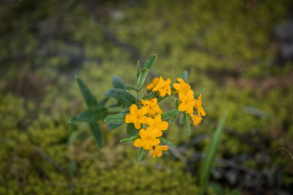 Cedars of Lebanon State Park by null