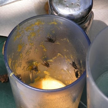Big Kitchen Cafe - Flies LOVE orange juice - Breakfast & Brunch Near Me - San Diego, California