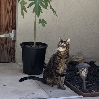Papaya Tree Nursery - Our baby papaya tree with our cat, Twigs. - Nurseries & Gardening Near Me - Granada Hills, California Papaya Tree Nursery - Our baby papaya tree with our cat, Twigs. - Nurseries & Gardening Near Me - Granada Hills, California