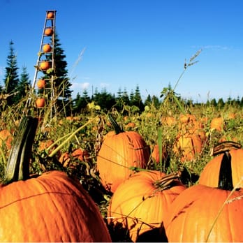 High Hill Ranch - A little ways down, there's a huge pumpkin patch. - Donuts Near Me - Placerville, California High Hill Ranch - A little ways down, there's a huge pumpkin patch. - Donuts Near Me - Placerville, California