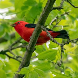 Peggy E Baker Park - Scarlet Tanager
