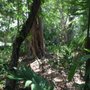 Photo of Charlie's Woods