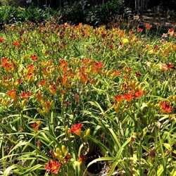 Redbud Nursery