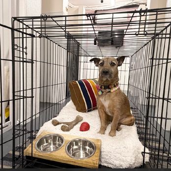 Spot Dog Daycare - Pet Boarding Near Me - New York, New York Spot Dog Daycare - Pet Boarding Near Me - New York, New York