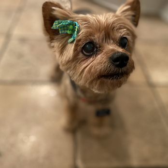PetSmart - Pet Stores Near Me - Ventura, California PetSmart - Pet Stores Near Me - Ventura, California