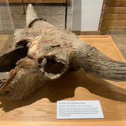 A 10,000 year old Buffalo! A 10,000 year old Buffalo!