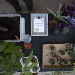 Verde Tribe Plant Shop - Plant House Calls- Repotting services available